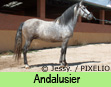 Andalusier