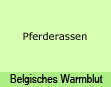 Belgisches Warmblut